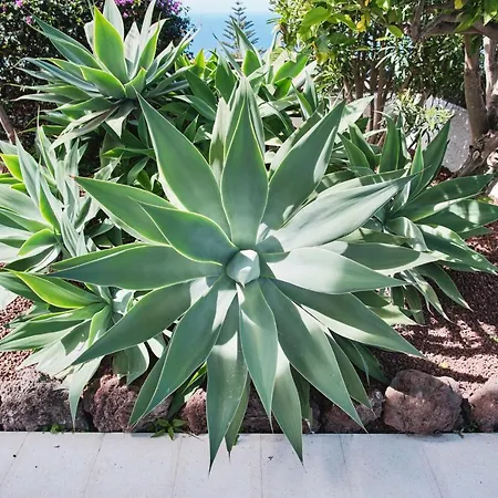 Casa Blanca Lägenhet